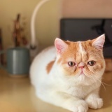 赵不才