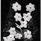 柏森·Prozen