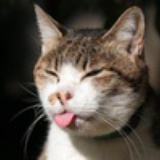 夏天是只猫