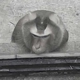 蟹纳泽