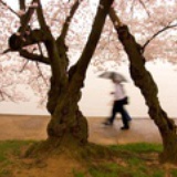 sakurasnow