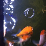 郭子圣光