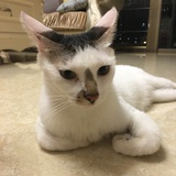 随心梭鱼