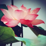 黎明