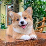 子虫狐狸