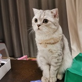 我终于有猫咪了