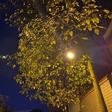 薛定谔的小老鼠