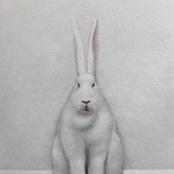 AFatRabbit