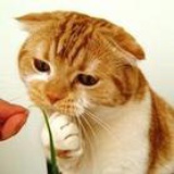 不洗脸的猫