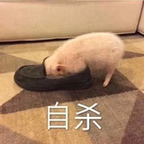 一只咸鱼