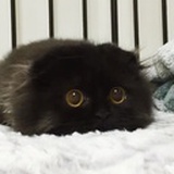 伪笑