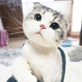 鱼