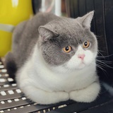 澈