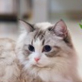 小宝宝熊