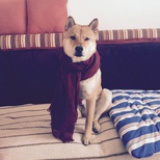 鱼小羊
