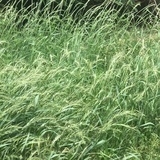 夏笑薇