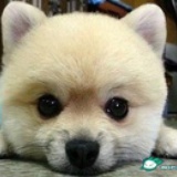 XI。yue