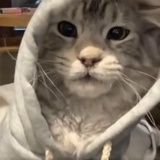 小狗麦