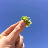 鱼游