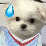 詹一美的小司机