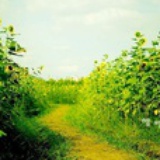 长颈鹿站着睡觉