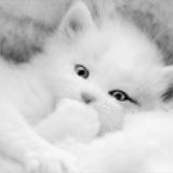 猫界权威