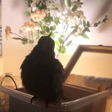 ..花羽..
