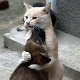 大猫猫