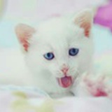 liiiii