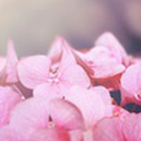 稚稚子