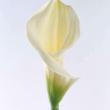 herb008