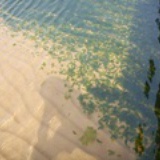 海白菜