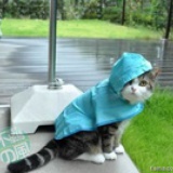 张小猫的夏天