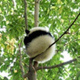 黑二亮