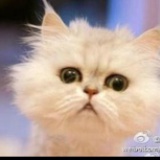花边囧猫仔haha