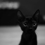 想太多的猴子