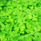 虫虫Green