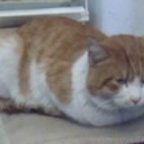骚包的柴郡猫