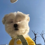 脆脆海底椰