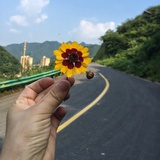 想做一阵风