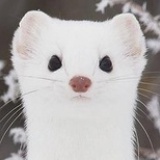李斯凉的图书馆