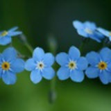 陌上花开缓缓归