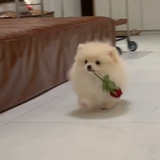 抹茶柚子