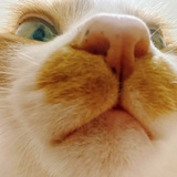 LI
