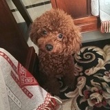 冷月无涯醉