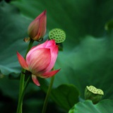 果果