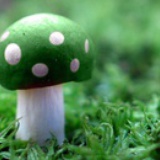 夏秋的娃娃