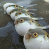 河豚刺身