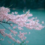 麦芽糖