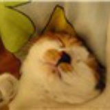 catworshiper
